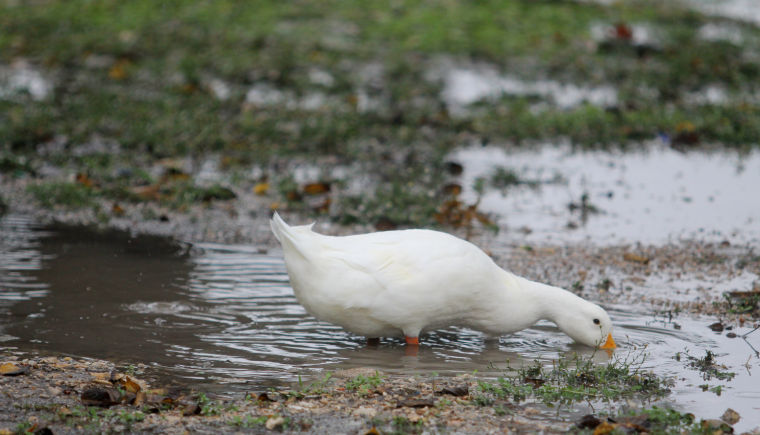 Plenty of puddles